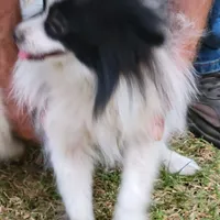 SAILOR- AKC-MALE, a male Pomeranian for sale in Steele, AL – Photo 6 of 8