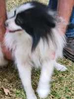 SAILOR- AKC-MALE, a male Pomeranian for sale in Steele, AL – Photo 6 of 8