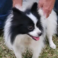 SAILOR- AKC-MALE, a male Pomeranian for sale in Steele, AL – Photo 1 of 8