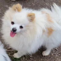 SAILOR- AKC-MALE, a male Pomeranian for sale in Steele, AL – Photo 8 of 8