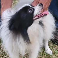 SAILOR- AKC-MALE, a male Pomeranian for sale in Steele, AL – Photo 5 of 8