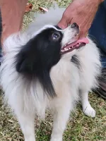 SAILOR- AKC-MALE, a male Pomeranian for sale in Steele, AL – Photo 5 of 8
