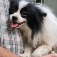 SAILOR- AKC-MALE, a male Pomeranian for sale in Steele, AL – Photo 4 of 8