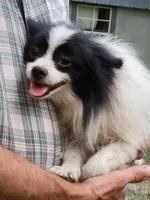 SAILOR- AKC-MALE, a male Pomeranian for sale in Steele, AL – Photo 4 of 8