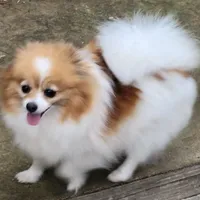 SAILOR- AKC-MALE, a male Pomeranian for sale in Steele, AL – Photo 7 of 8