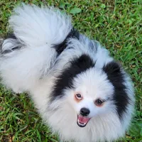 SKYLAR-AKC MALE-$1100, a male Pomeranian for sale in Steele, AL – Photo 4 of 5