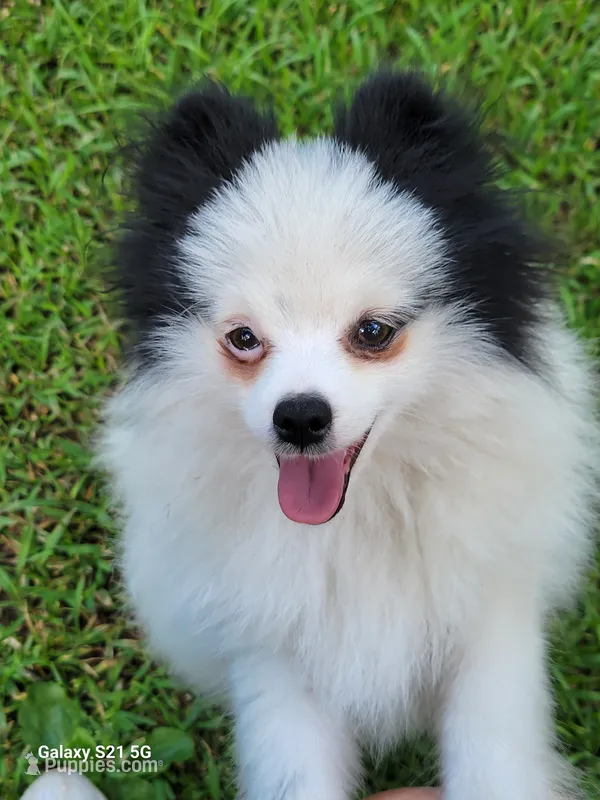SKYLAR-AKC MALE-$1100