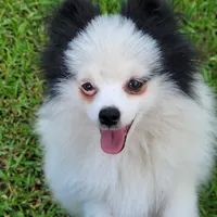 SKYLAR-AKC MALE-$1100, a male Pomeranian for sale in Steele, AL – Photo 1 of 5