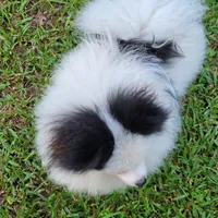 SKYLAR-AKC MALE-$1100, a male Pomeranian for sale in Steele, AL – Photo 5 of 5