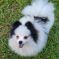 SKYLAR-AKC MALE-$1100, a male Pomeranian for sale in Steele, AL – Photo 2 of 5