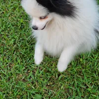 SKYLAR-AKC MALE-$1100, a male Pomeranian for sale in Steele, AL – Photo 3 of 5