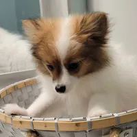 ACE-AKC MALE-$1100, a male Pomeranian for sale in Steele, AL – Photo 7 of 10