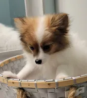 processed/2b3c004f-f618-4c8a-8c88-94484c0a8f71/listing/86e5542a-584d-4737-9b94-116961f90401/04d8ba56-79dd-44b4-b8e4-d7898a044ee1