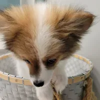 ACE-AKC MALE-$1100, a male Pomeranian for sale in Steele, AL – Photo 10 of 10