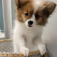 ACE-AKC MALE-$1100, a male Pomeranian for sale in Steele, AL – Photo 8 of 10