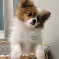 ACE-AKC MALE-$1100, a male Pomeranian for sale in Steele, AL – Photo 6 of 10