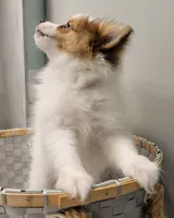 processed/2b3c004f-f618-4c8a-8c88-94484c0a8f71/listing/86e5542a-584d-4737-9b94-116961f90401/c1de4fc8-4f7c-417b-8fef-b1997e9ea4e8