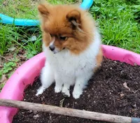 COPPER- AKC Male-$1100, a male Pomeranian for sale in Steele, AL – 5 of 9