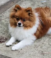 COPPER- AKC Male-$1100, a male Pomeranian for sale in Steele, AL – 4 of 9
