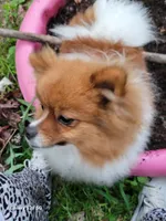 COPPER- AKC Male-$1100, a male Pomeranian for sale in Steele, AL – 6 of 9