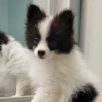 OREO-AKC MALE-$1100, a male Pomeranian for sale in Steele, AL – Photo 4 of 10