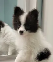 OREO-AKC MALE-$1100, a male Pomeranian for sale in Steele, AL – Photo 4 of 10