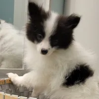 OREO-AKC MALE-$1100, a male Pomeranian for sale in Steele, AL – Photo 2 of 10