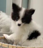 OREO-AKC MALE-$1100, a male Pomeranian for sale in Steele, AL – Photo 2 of 10