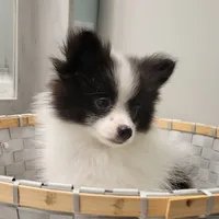 OREO-AKC MALE-$1100, a male Pomeranian for sale in Steele, AL – Photo 3 of 10