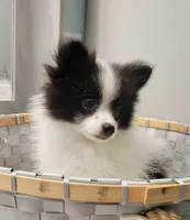 OREO-AKC MALE-$1100, a male Pomeranian for sale in Steele, AL – Photo 3 of 10