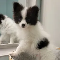 OREO-AKC MALE-$1100, a male Pomeranian for sale in Steele, AL – Photo 10 of 10