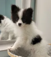 OREO-AKC MALE-$1100, a male Pomeranian for sale in Steele, AL – Photo 10 of 10