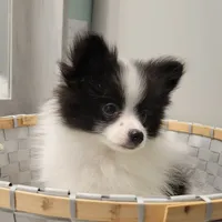 OREO-AKC MALE-$1100, a male Pomeranian for sale in Steele, AL – Photo 9 of 10