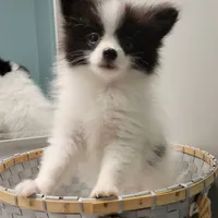 OREO-AKC MALE-$1100, a male Pomeranian for sale in Steele, AL – Photo 7 of 10