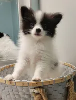 OREO-AKC MALE-$1100, a male Pomeranian for sale in Steele, AL – Photo 7 of 10