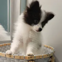 OREO-AKC MALE-$1100, a male Pomeranian for sale in Steele, AL – Photo 8 of 10
