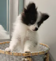 OREO-AKC MALE-$1100, a male Pomeranian for sale in Steele, AL – Photo 8 of 10