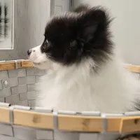 OREO-AKC MALE-$1100, a male Pomeranian for sale in Steele, AL – Photo 5 of 10