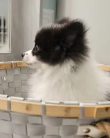 OREO-AKC MALE-$1100, a male Pomeranian for sale in Steele, AL – Photo 5 of 10