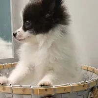 OREO-AKC MALE-$1100, a male Pomeranian for sale in Steele, AL – Photo 6 of 10