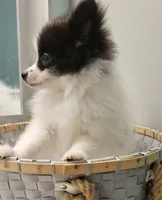 OREO-AKC MALE-$1100, a male Pomeranian for sale in Steele, AL – Photo 6 of 10