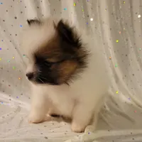 Lexi, a female Pomeranian for sale in Steele, AL – Photo 3 of 10