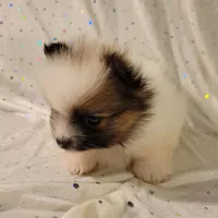 Lexi, a female Pomeranian for sale in Steele, AL – Photo 8 of 10