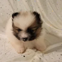 Lexi, a female Pomeranian for sale in Steele, AL – Photo 2 of 10