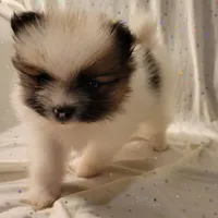 Lexi, a female Pomeranian for sale in Steele, AL – Photo 7 of 10