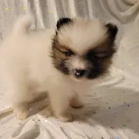 Lexi, a female Pomeranian for sale in Steele, AL – Photo 5 of 10