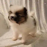 Lexi, a female Pomeranian for sale in Steele, AL – Photo 1 of 10