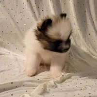 Lexi, a female Pomeranian for sale in Steele, AL – Photo 4 of 10