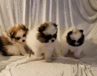 processed/2b3c004f-f618-4c8a-8c88-94484c0a8f71/listing/fd25356e-e4c0-4525-9c8f-a12860c32243/d512978e-a43c-4183-9dfd-08de38136d85