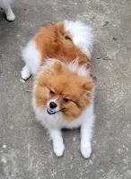 COPPER- AKC Male-$1100, a male Pomeranian for sale in Steele, AL – 7 of 9